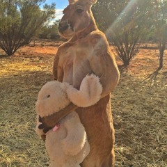 Kangaroo Story(Fighter RMX)