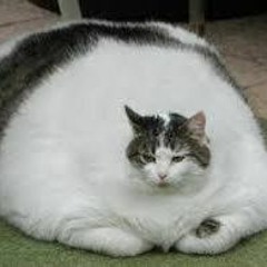 Le plus gros chat du monde (remix by Faustine Productions)