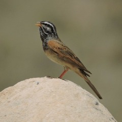Balochi