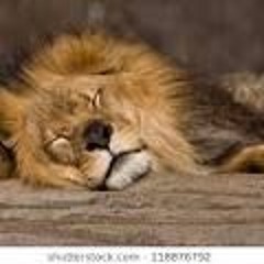 lion shleeps tonight a capella (EMOTIONAL)