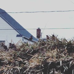 Birds in the Fall (feat. Prophet)(Prod. D. Fulgencio)