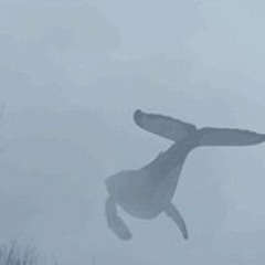 Nocturnal Journey No3