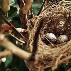 Bird Nest