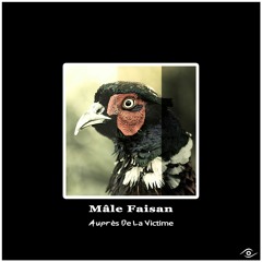 Mâle Faisan  ▶Auprès De La Victime