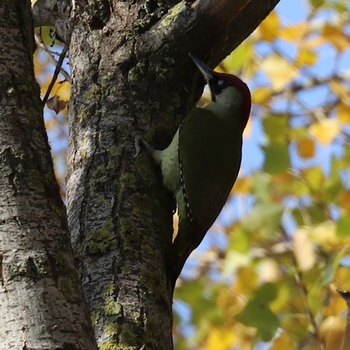European Green Woodpecker, Picus viridis, Lake Kerkini November 2018
