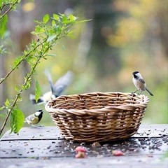 تلاوة عذبة من أواخر سورة يوسف لما آوى إليه أبويه | فجر 4 ربيع الثاني 1440هـ | د. بندر بليلة