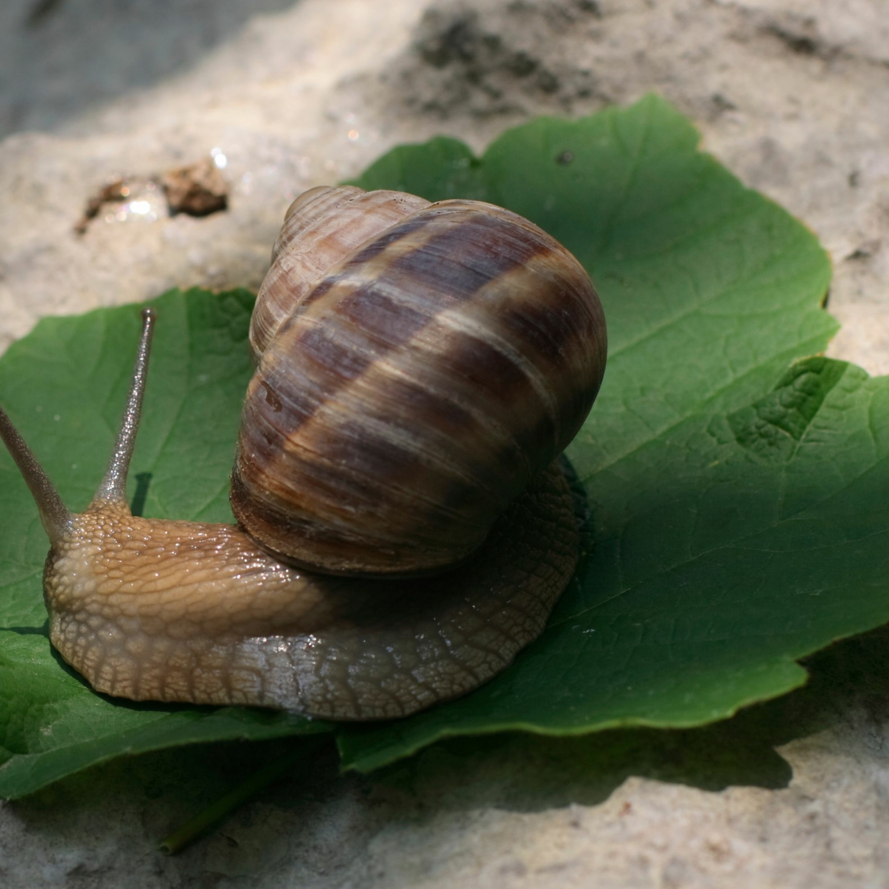 nadirchacin