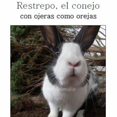 Restrepo, el conejo, con ojeras como orejas