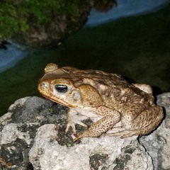 Saving The Toad Queen