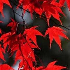 Red Leaves