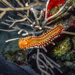 The Far And Away song