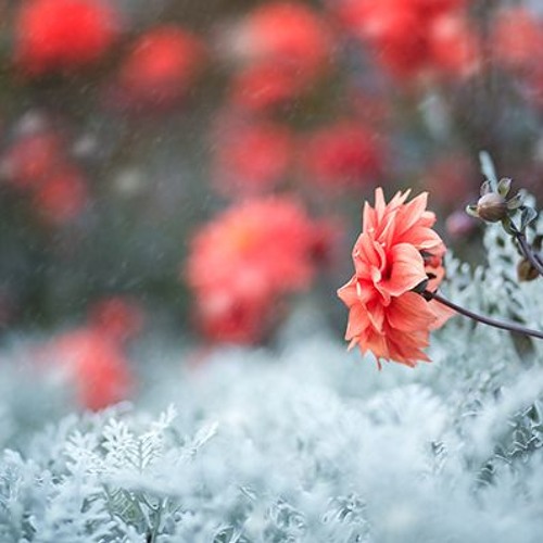 Resting Place