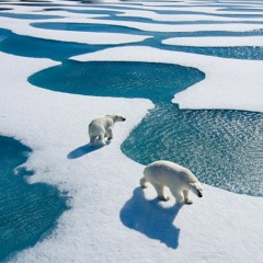 miniature arctic