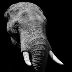 p-olice-nunnery-9492