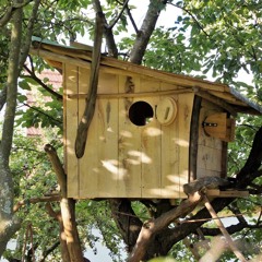 Treehouse Meditation for Kids