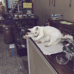 diving woman (cover)