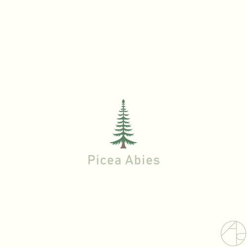 Picea Abies