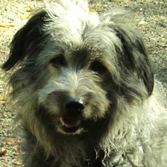 Cafe S E T S  for the day