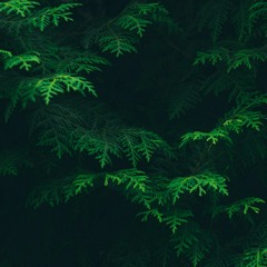 Logic Levls - Vacation [For Sale]
