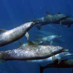 Spotted Dolphins - 12-15-18 - Drake Bay, Costa Rica