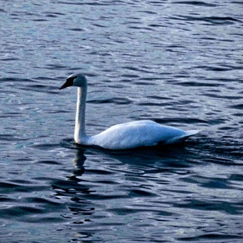 Swan's Lullaby