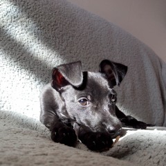 Mais Bonito Não Há - Zai (cover) Tiago Iorc e Milton Nascimento