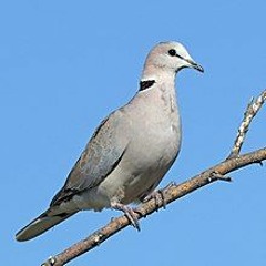 dove