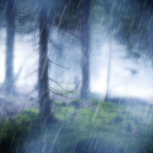 Rain in the Woods Sleep Sounds (75 Minutes)