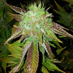 2OO GANJA TREES  (Recorded LIVE )DEmo