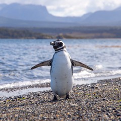Baby Penguin's Second Excursion