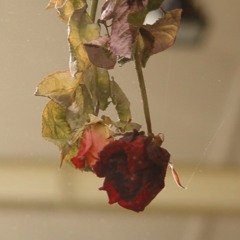 Dead Flowers