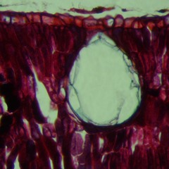 Stream Daddy Would You Like Some Sausage Terrible Remix By ron Essary Listen Online For Free On Soundcloud