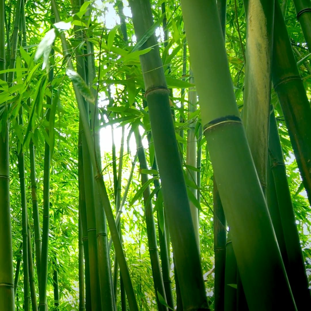 邦楽 banbi sound forest 邦楽 banbi sound forest sound forest - EP - banbiのアルバム