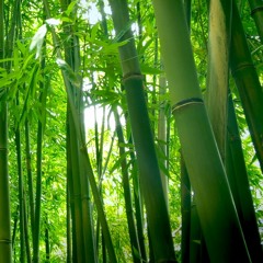 Bamboo Forest Wind Sounds (75 Minutes)