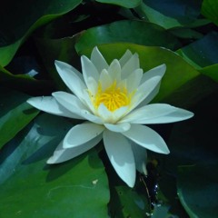 Breath & Sound meditation - Emily Roblyn - The Sharpham Trust