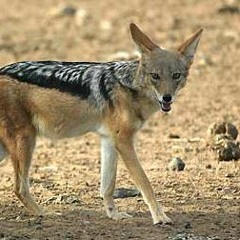 Squirenetic - Because Jackal is Mammal