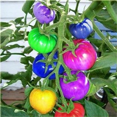 ej kalarepa to odmiana kapusty