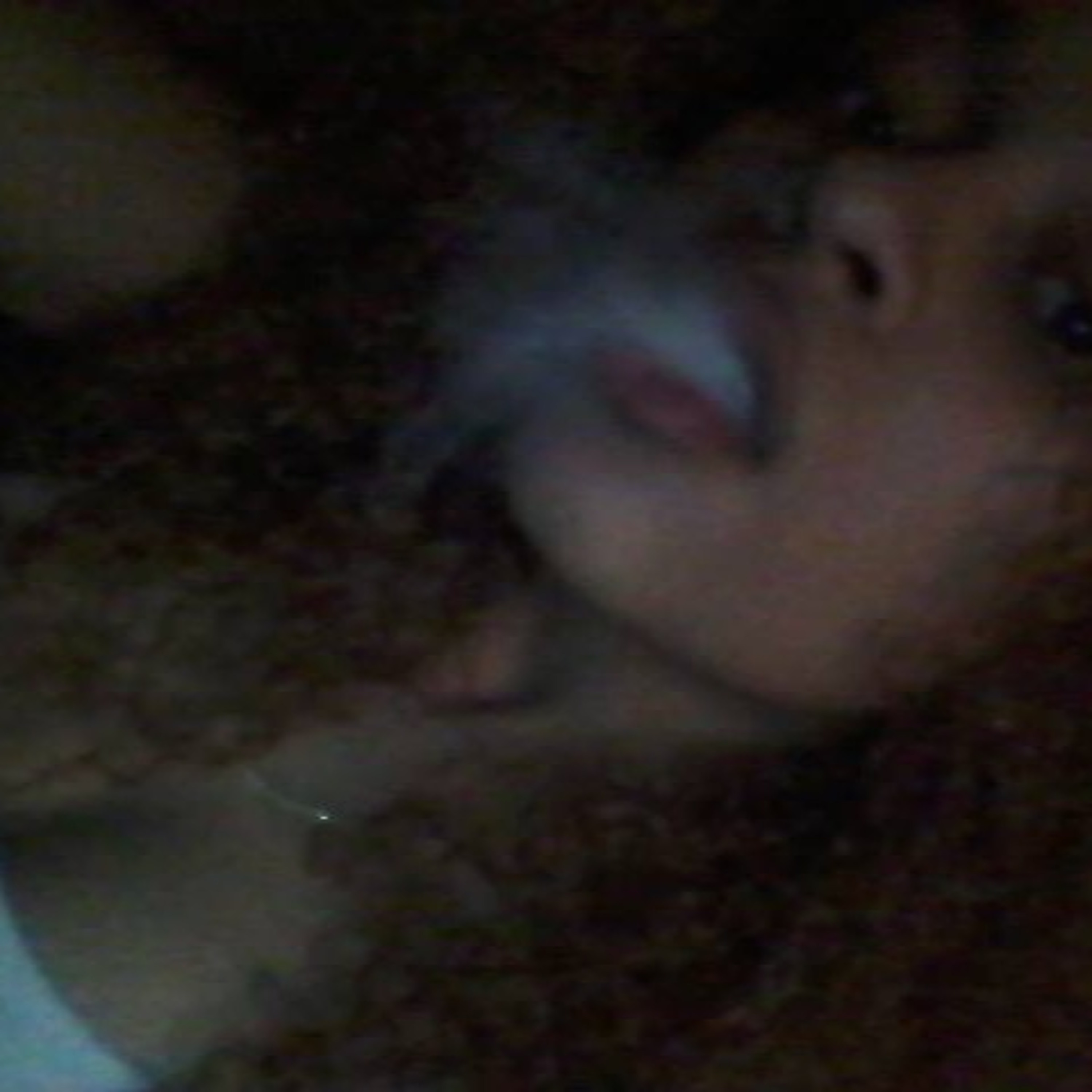 lexx_ruga
