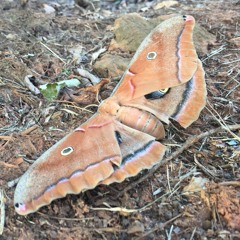 YouTh's WAy Ft. Rjbellaterra