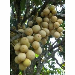 ALWAYS PARTY IN BAH DUKU (D_G)2019  Req||FeMass||