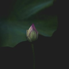 Rituals and Resonances for Solo Yangqin (2018)