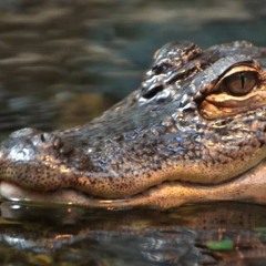 Piano Melody for a Lonesome Alligator