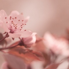 Melodic Techno V34 (Reig, Green Tolek, Microtrauma, Lunar Plane, Angora, Astraer,...)