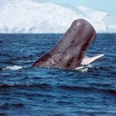 Sperm Whale - Drake Bay, Costa Rica - 12-17-18