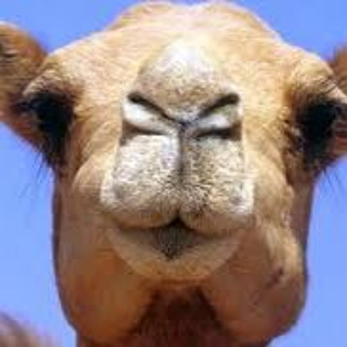 Camel