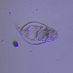 Microorganisms