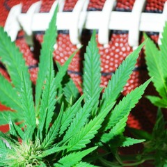 Fourth And Twenty Fantasy Football: Week 16