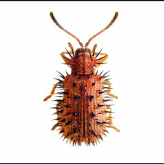 ＰＥＬＩＧＲＯ