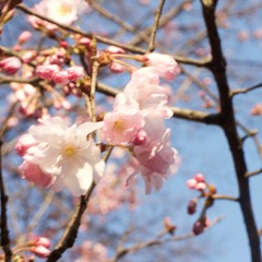 Hanabira 花びら