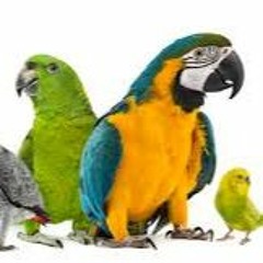 IBE "EVE'S TALE OF TEARS"